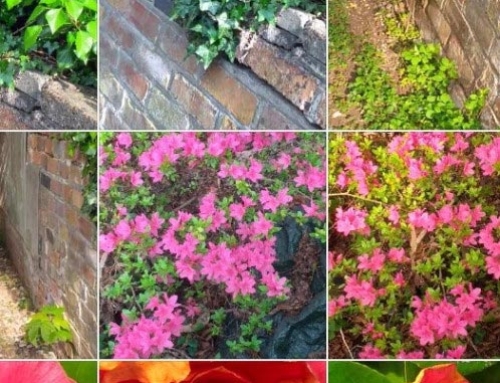 Colours in spring